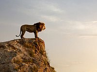 "מלך האריות": לא סתם קוראים לו מלך החיות